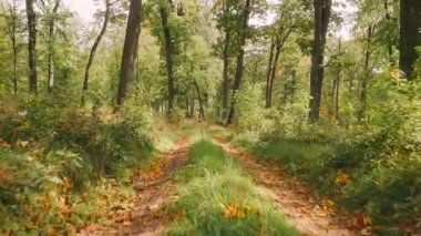 Toprak yolu olan orman yolu ve yerde bırakır. Yerdeki yapraklar doğal ve rahatlatıcı bir atmosfer yarattıkça manzara huzurlu ve huzurlu.