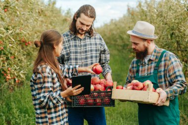 Önden bakan üç genç çiftçi ellerinde kutular olan erkekler tablet aile çiftçiliği kavramına sahip kadınlar. Aile mesleği elma bahçesi genç girişimciler ziraatçiler yeşil meyve bahçesi.