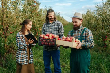 Bahçecilik çiftçiliği, çiftçilik, hasat insanları dijital tabletle tarım yapan 3 genç çiftçi kavramı. Erkekler ellerinde sandık sandık elma tutarlar. Elinde elektronik tabletle bir kadın.