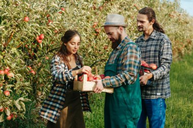 Bir kasa dolusu elması olan genç çiftçi ve sandığa elma ekleyen bir kadın. Başarılı aile çiftçiliği, üç kişi.