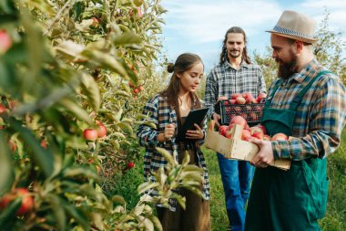 Elinde dijital tabletle genç kadın çiftçi elmaların kalitesini kontrol ediyor. İki sakallı erkek çiftçi meyve bahçesinde ellerinde bir kasa elmayla..