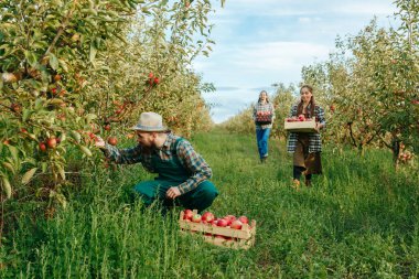 Ön manzara 3 çiftçi elma kutusunu hasat ediyor. Adam önlük giyiyor. Meyve kutusu mutlu bir şekilde gülüyor. Elma bahçesinin etrafında bir sürü yeşillik ve hasat var. Bereketli topraklar verimli iş.