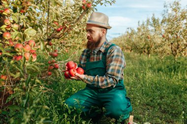 Yakışıklı sakallı genç çiftçi meyve bahçesinden elma toplar ve onları sandığa koyar. Kırmızı elmalar sonbahar hasat zamanı.