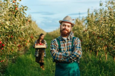 Ön manzara, sakallı bıyıklı, sakallı, bıyıklı, göğsünde duran, erkek, erkek, erkek, erkek, elma işçisi. Kutularda toplanan hasatlar olgunlaşmış. Zengin bir elma bahçesi ve en iyi hasat. Aile çiftliği.