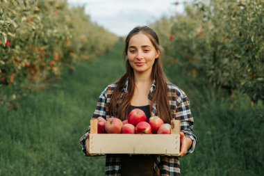 Meyve bahçesinde bir kasa dolusu elması olan genç bir kadın çiftçi var. Neşeli meyve bahçesindeki yakışıklı işçinin portresi.