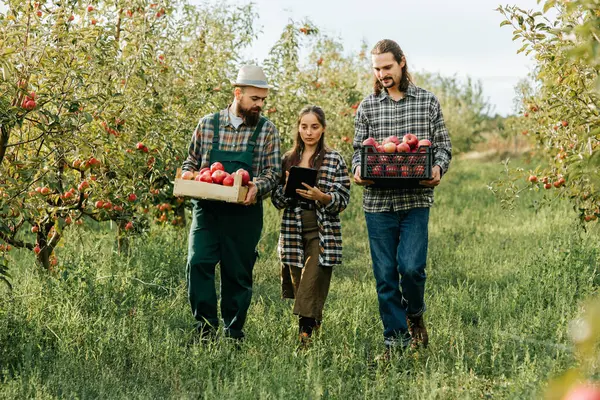 Üç çiftçi tarla işçisi git ve tarımcı kadına hasattan bahset, elinde bir tablet var. Elma bahçesi, tarım sektörü, yüzlerde gülümseme, başarı işi. Bahçedeki işçiler. Kırsal alan. Ön görünüm.