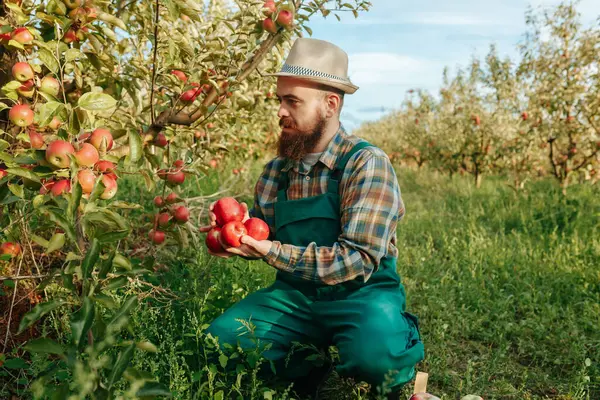 Yakışıklı sakallı genç çiftçi meyve bahçesinden elma toplar ve onları sandığa koyar. Kırmızı elmalar sonbahar hasat zamanı.