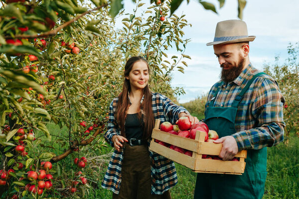 A man and a woman work on a family farm. She picks apples. He holds a box. Young people are happy and glad that a rich harvest has been born. They have a good garden and fertile land. Family business.