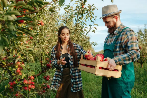 Bir adam ve bir kadın aile çiftliğinde çalışıyor. Elma topluyor. Elinde bir kutu var. Genç insanlar zengin bir hasat doğduğu için mutlu ve mutlular. Güzel bir bahçeleri ve verimli arazileri var. Aile işi.