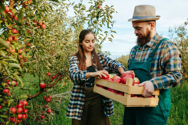 man and a woman work on a family farm. She picks apples. He holds a box. Young people are happy and glad that a rich harvest has been born. Family business, fertile land.