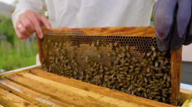 Koruyucu giysili bir arı yetiştiricisi, güneşli, yeşil bir arazide arılarla dolu bir bal peteği çerçevesini inceliyor. Kovan sağlıklı arı aktivitesi ve bal üretimi belirtileri gösteriyor..