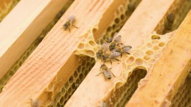 Arılara yakından bakmak nektar toplamakla ve kovanlarını kontrollü bir ortamda korumakla meşguldür. Sıcak öğleden sonra güneşi, çalışkan doğalarını ve takım çalışmalarını vurguluyor..