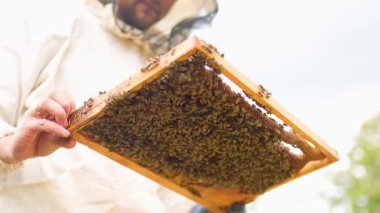 Bir arı yetiştiricisi açık ve güneşli bir öğleden sonra arılarla dolu bir kovanı inceliyor. Etkinlik bal üretimi ve kovan sağlığı için önemli arıcılık uygulamalarını göstermektedir..