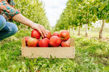 Bir insan yemyeşil bir meyve bahçesinde diz çöker ve olgun kırmızı elmalarla dolu tahta bir sandığa nazikçe elini koyar. Ayarlar açık bir gökyüzünün altında sıra sıra elma ağaçları sergiliyor..