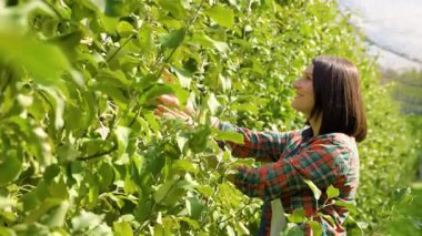 Gülümseyen bir kadın yeşil yapraklarla dolu canlı bir meyve bahçesinde olgun elmalar topluyor. Güneş ışığı dalların arasından süzülerek meyve dolu arazide neşeli bir atmosfer yaratır..
