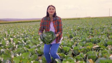 Bir kadın yemyeşil bir tarlada olgunlaşmış lahanalar topluyor güneş arka planda batarken. Bitmeyen yeşillik, hasat etkinliği için sakin bir atmosfer yaratır..