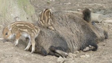 Wild boar in nature forest