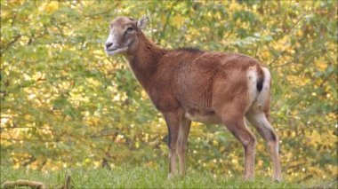 The mouflon in the forest