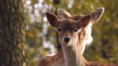 Ormanda düşen geyik