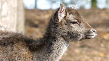 Ormanda düşen geyik