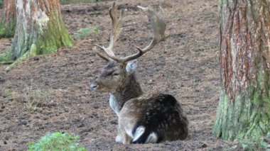 Ormanda düşen geyik
