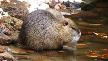 A nutria by the water