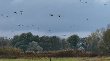 Wild geese fly over reeds