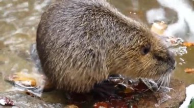 A nutria by the water