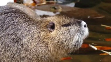 A nutria by the water