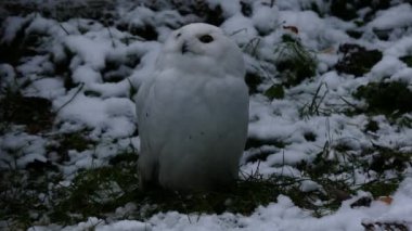 A snowy owl in the snow on the forest floor