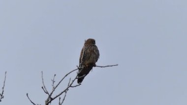 Kestrel sits on a branch