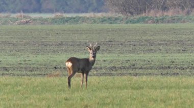 Roe deer in the fields