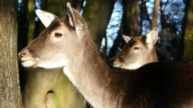 Fallow deer grazing in the forest