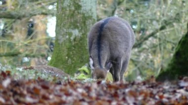 Fallow deer grazing in the forest