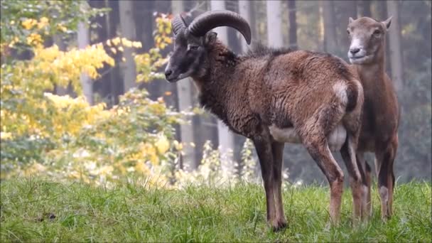 Mouflon Forest — Stockvideo