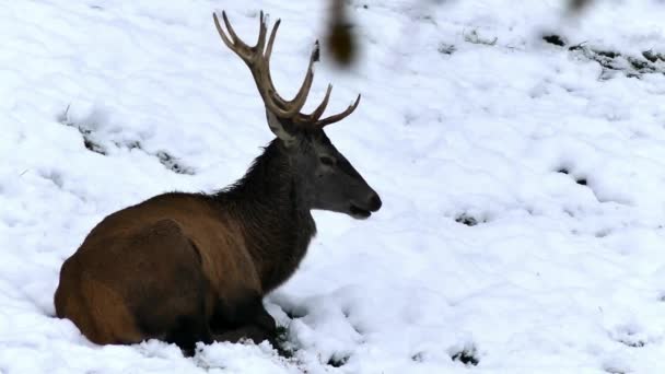 Red Deer Winter Forest — Video Stock