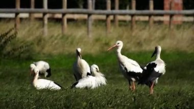 White storks on the meadow