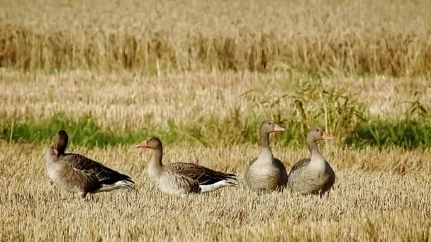 Gray Geese Field — Stockvideo