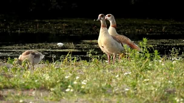 Egyptian Geese Chicks Water — Stockvideo