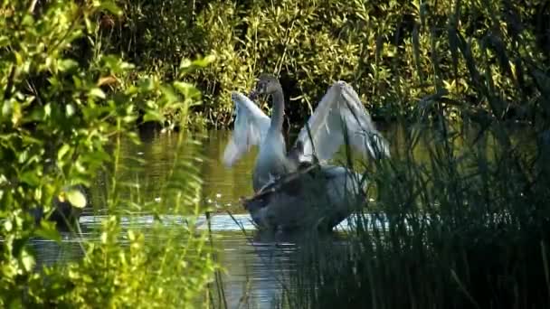 Gray Geese Field — Stok video