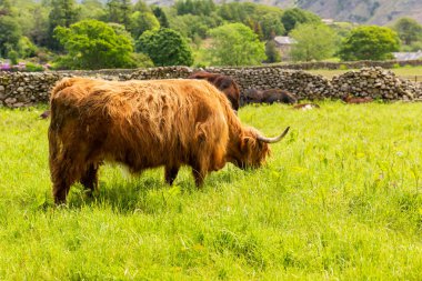 Baharda çimen yiyen İskoç İnek