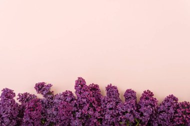 Pembe arka planda leylak dallar. Bahar arka planı. Modelleme. Leylak çiçekleri. Üst görünüm, alanı kopyala.