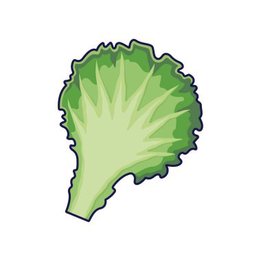 Taze bitkiler konsepti. Güzel marul yaprağı. Vektör karikatür ikonu çizimi. Karalama tarzında Çin lahanası. Beyaz arkaplanda izole.