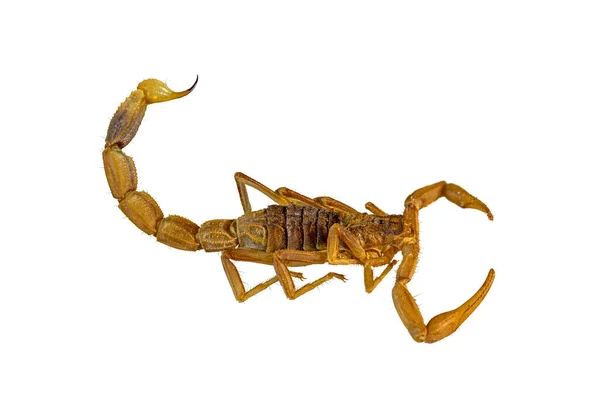 Hnědé Pruhované Kůry Škorpión Centruroides Vittatus Izolované Bílém Pozadí Výstřižkem — Stock fotografie