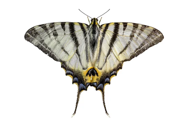 白い背景にクリッピングパスで隔離された美しい蝶の東虎ツバメテール Papilio Glaucus マクロ写真 フォーカススタッキング — ストック写真