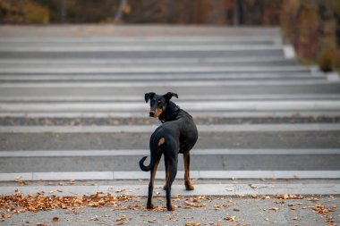 Kara köpek Doberman Pinscher sonbahar ormanındaki taş merdivenlerin bulanık arka planında