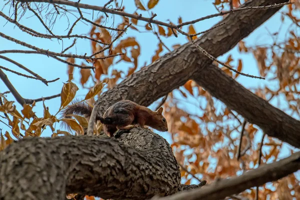 Close Red Squirrel Sciurus Vulgaris Tree Branch Forest Blurred Background — Zdjęcie stockowe