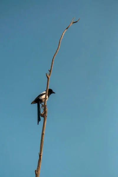 Siyah Beyaz Kuş Saksağan Pica Pica Mavi Gökyüzü Arka Planına — Stok fotoğraf
