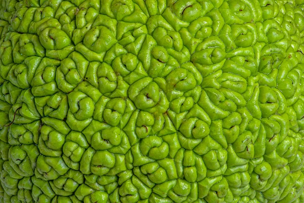 Extremamente Close Superfície Molhada Frutas Verdes Maclura Pomifera Laranja Osage — Fotografia de Stock