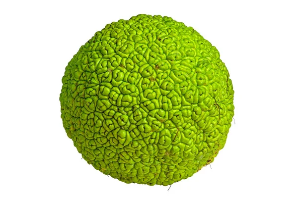 Blöt Grön Frukt Maclura Pomifera Osage Orange Isolerad Vit Bakgrund Stockbild